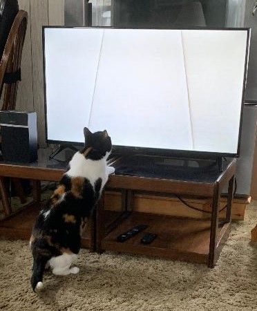 Lumi, a Adoptable Domestic Short Hair in Toronto, ON image 4/4