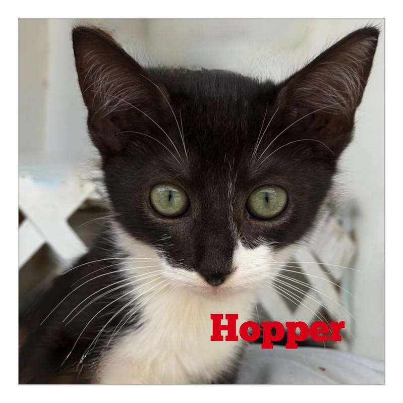 Hopper, Adopted, Kitten Male Domestic Short Hair.