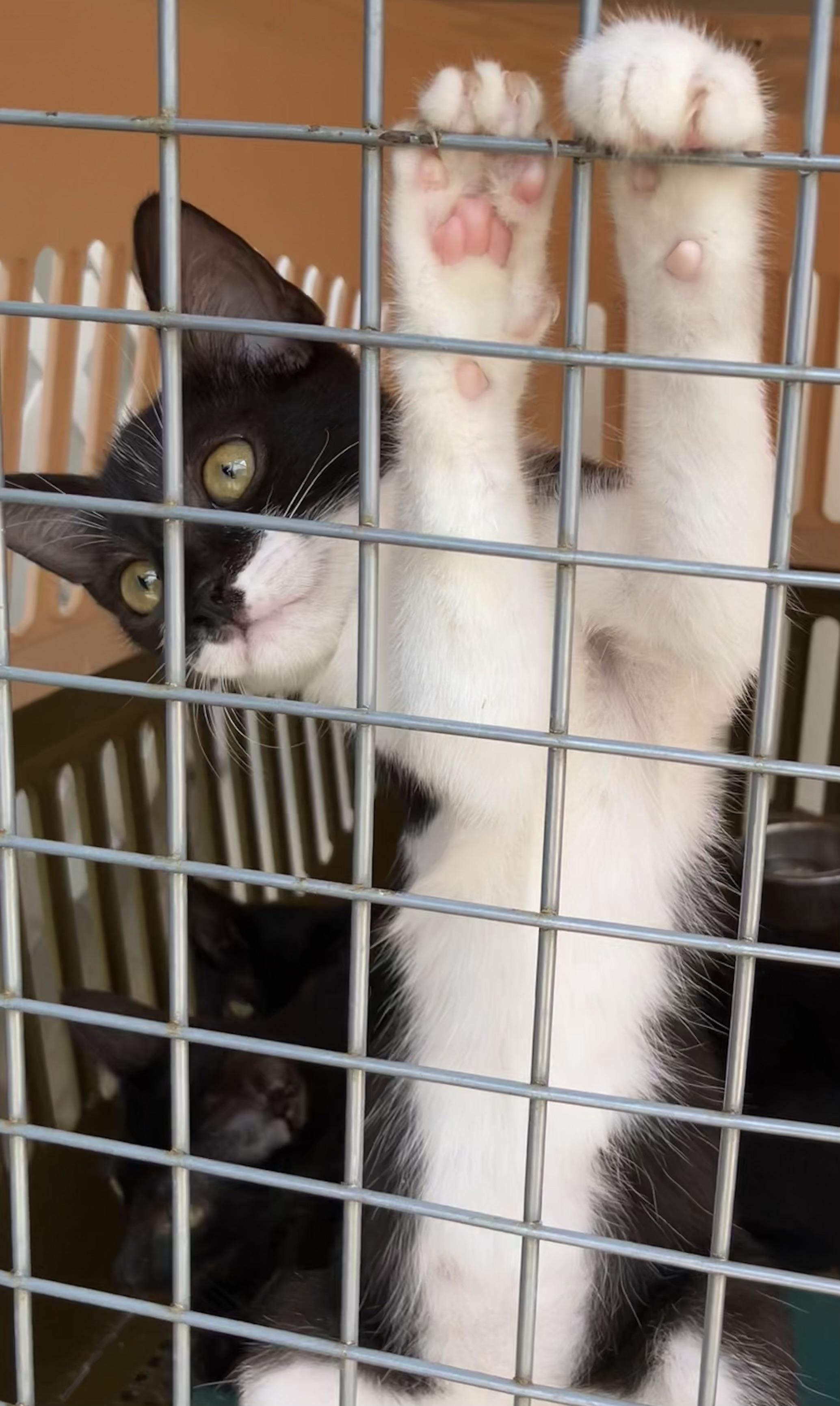 Enlarge Hopper, a Adopted Domestic Short Hair in Quincy, MA image 4/4