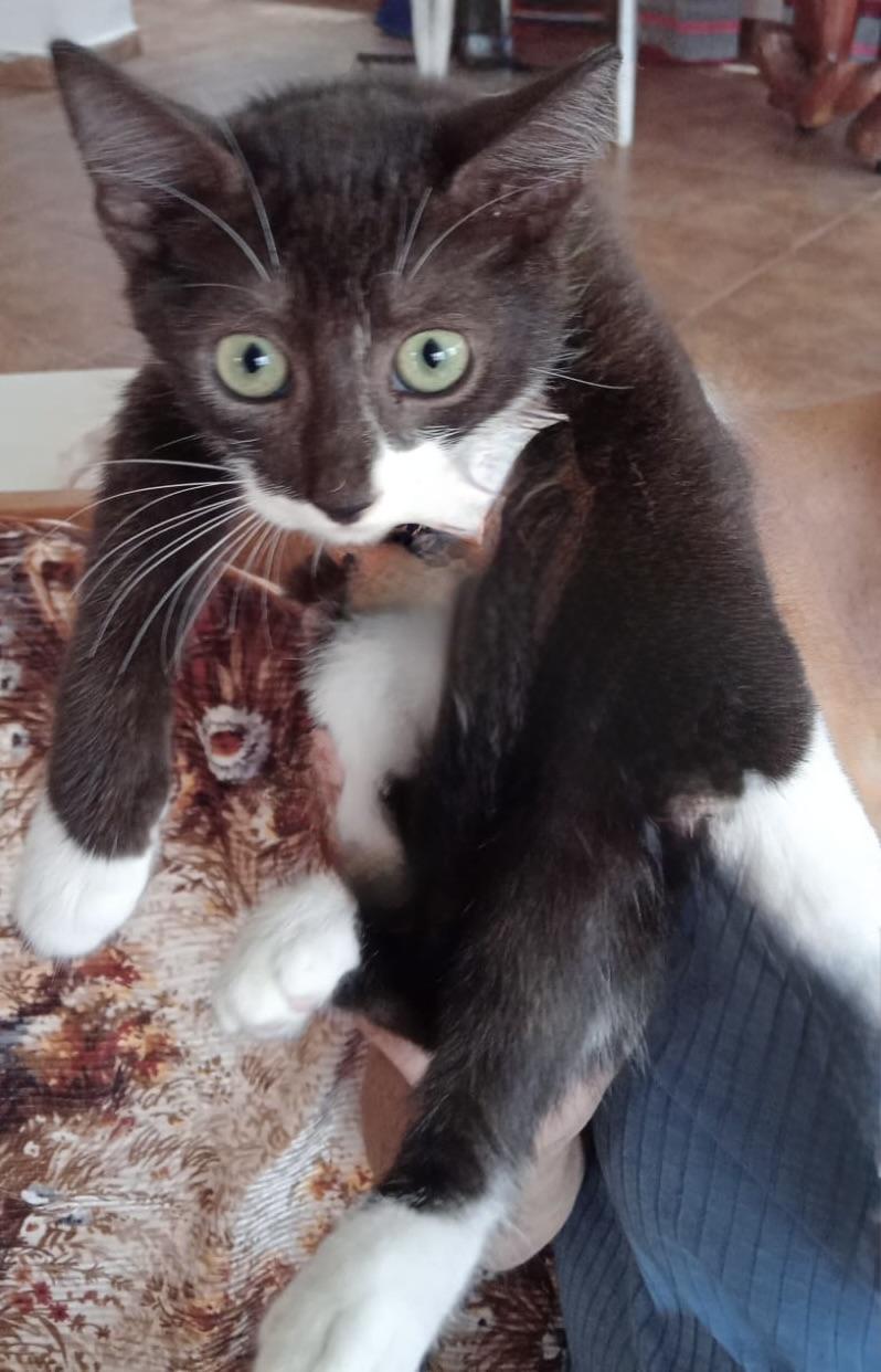 Enlarge Hopper, a Adopted Domestic Short Hair in Quincy, MA image 2/4