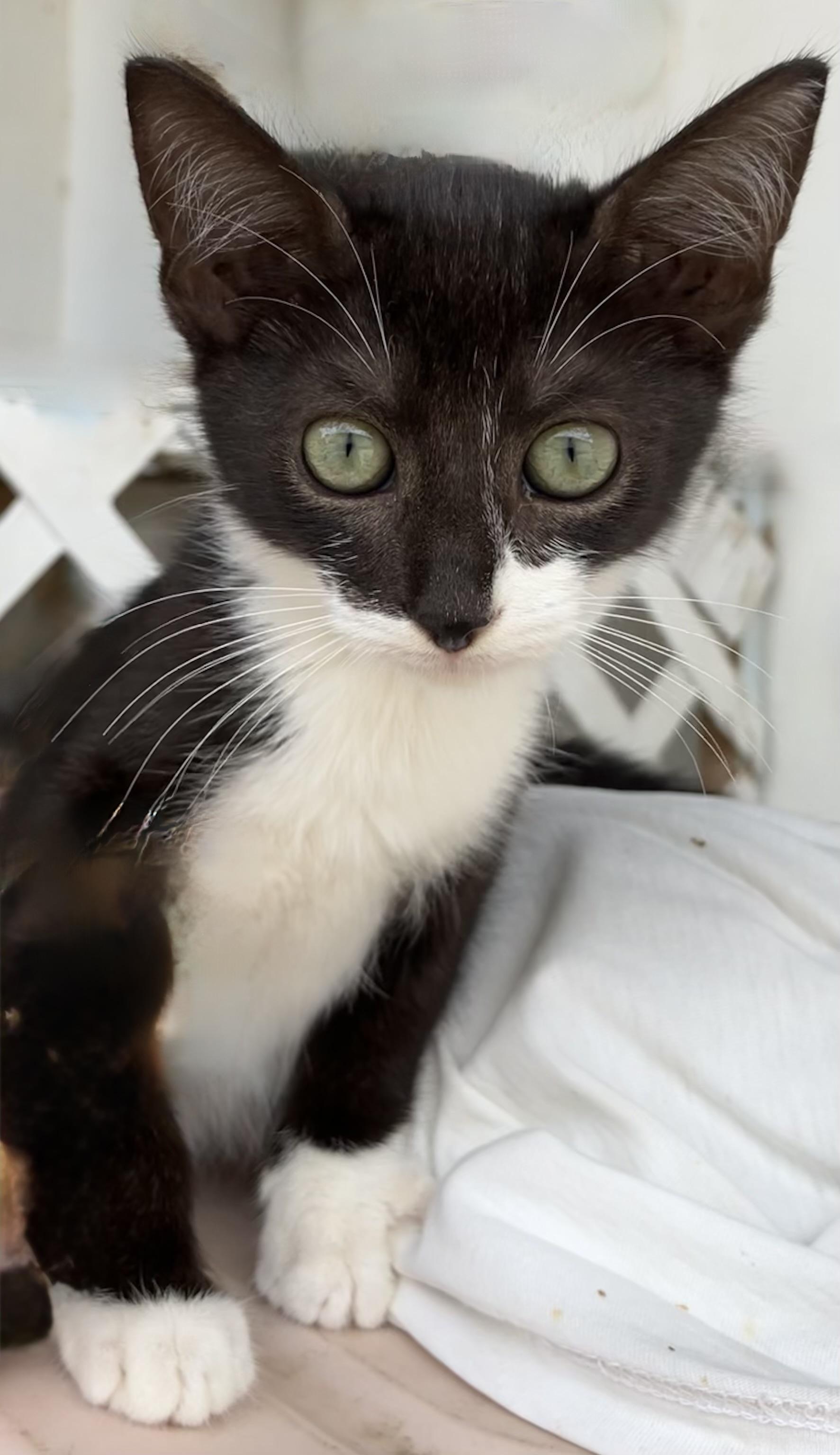 Enlarge Hopper, a Adopted Domestic Short Hair in Quincy, MA image 3/4