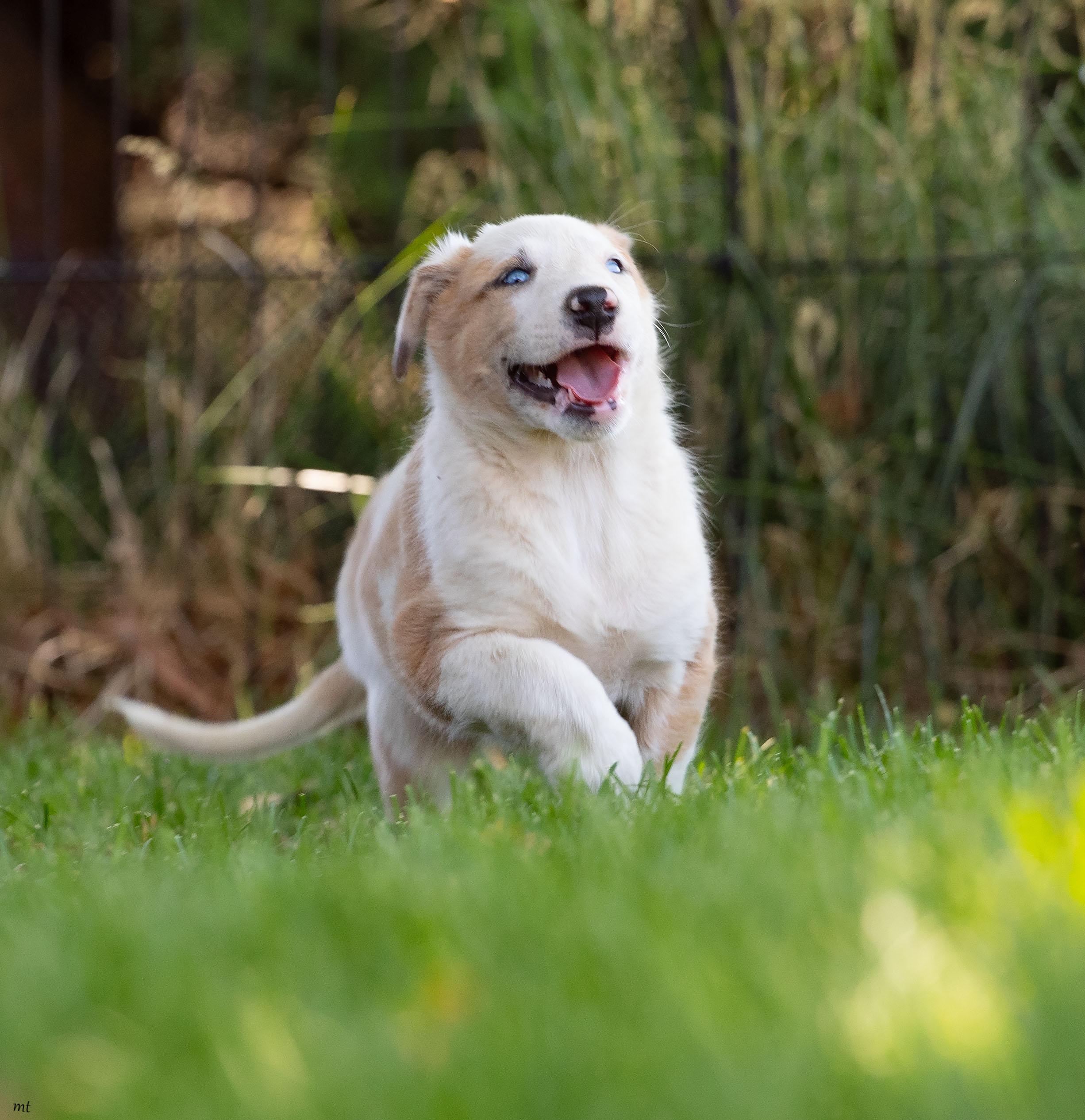 Betsy, a ADOPTABLE mixed breed in Washoe Valley, NV image 3/5