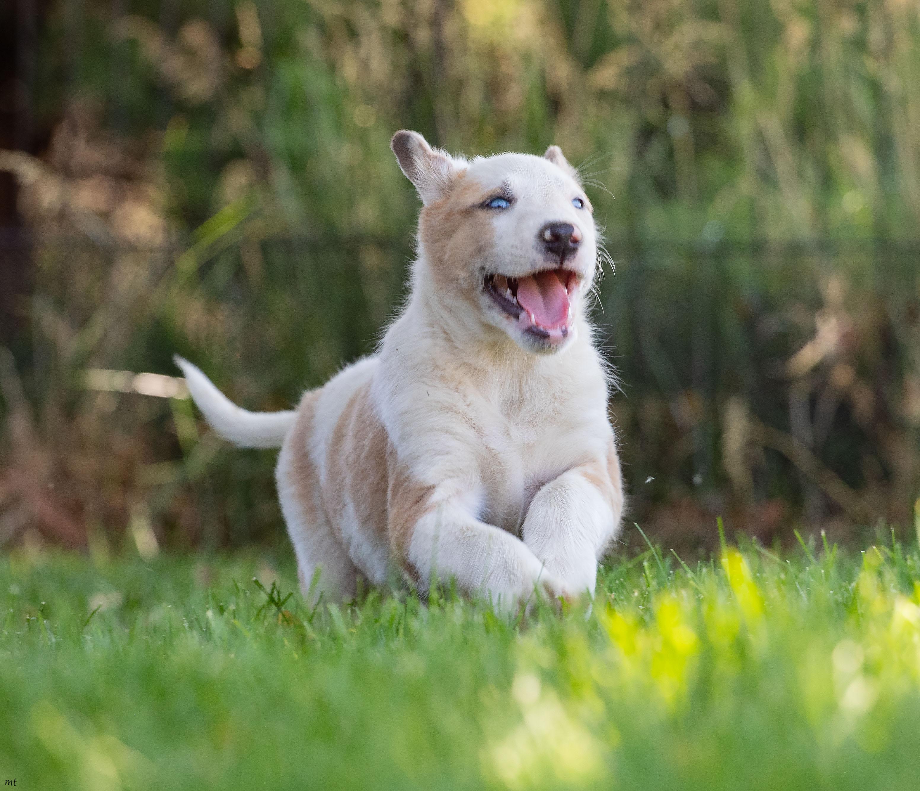 Betsy, a ADOPTABLE mixed breed in Washoe Valley, NV image 2/5