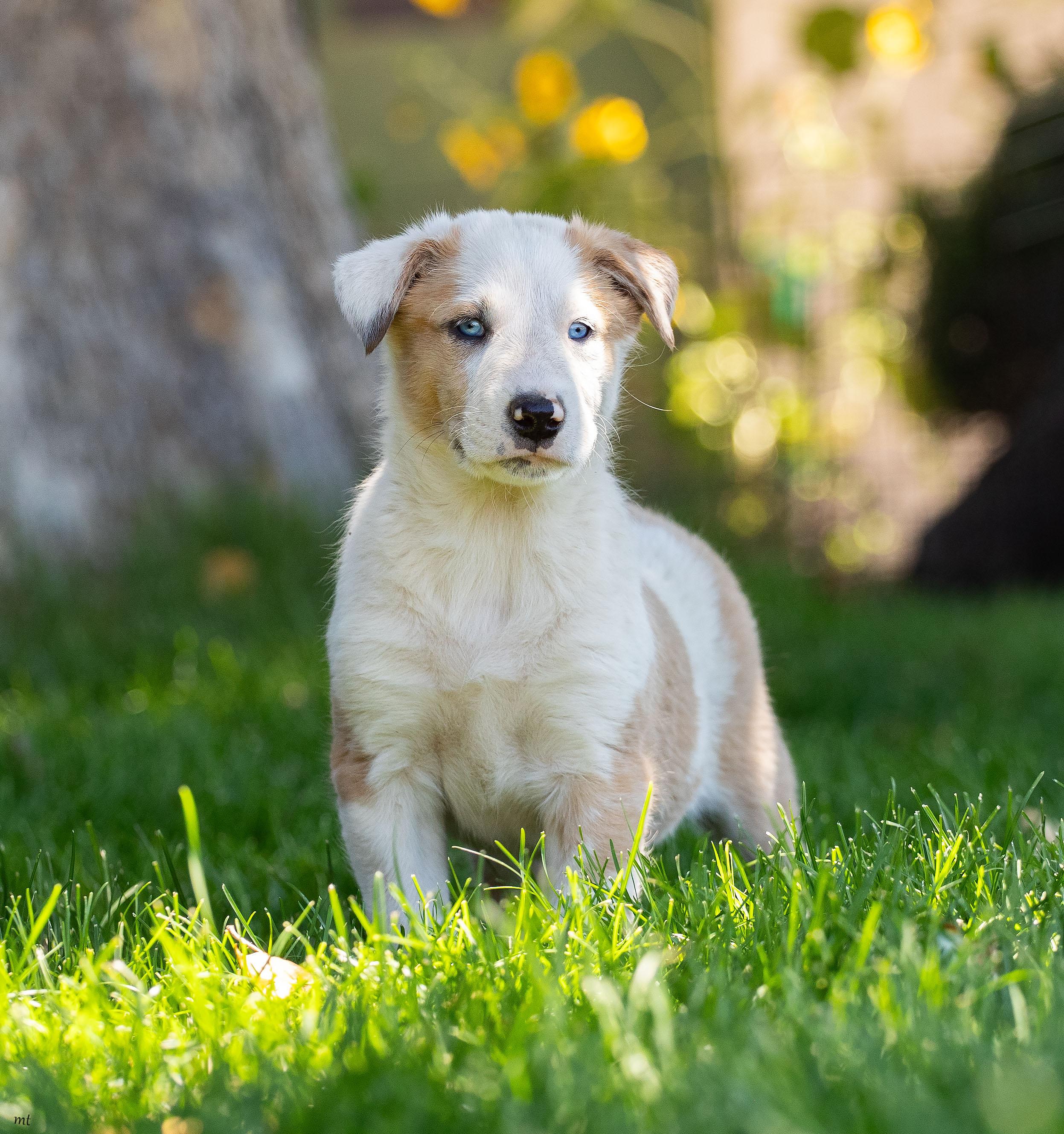 Betsy, a ADOPTABLE mixed breed in Washoe Valley, NV image 5/5