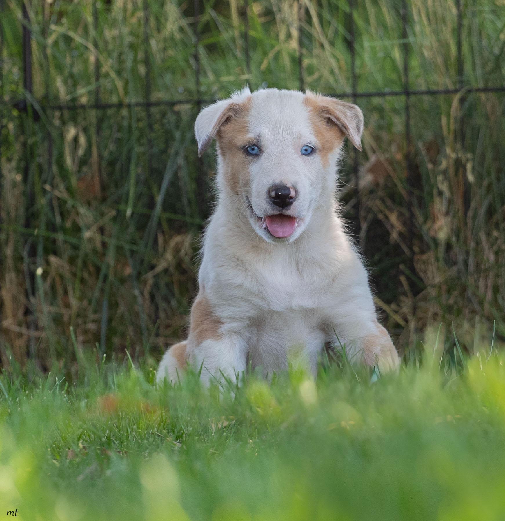 Betsy, a ADOPTABLE mixed breed in Washoe Valley, NV image 4/5