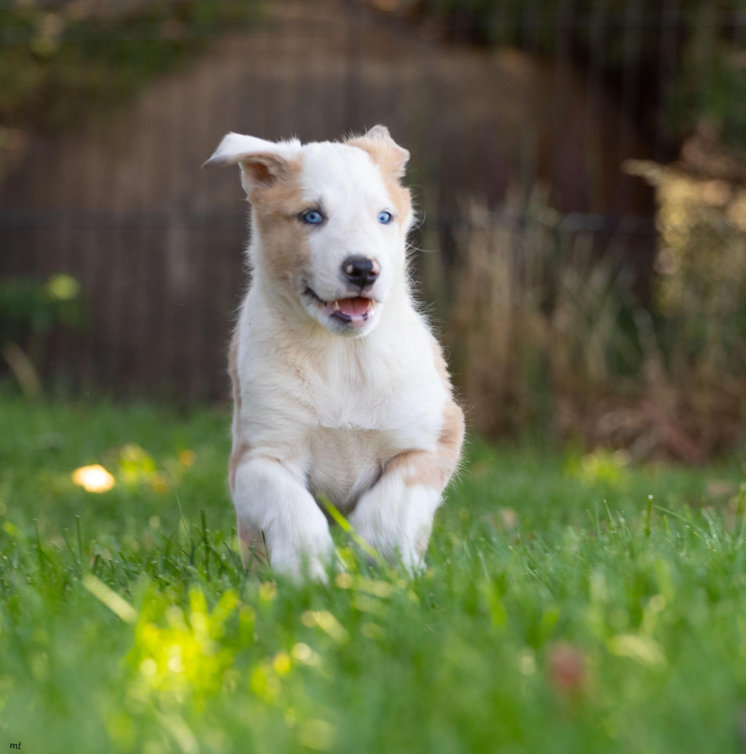 Betsy, a ADOPTABLE mixed breed in Washoe Valley, NV image 1/5