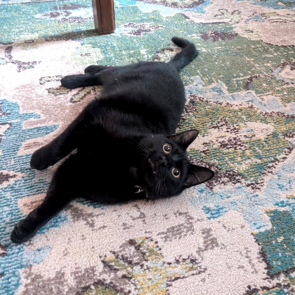 Enlarge Marlowe, a Adoptable Domestic Short Hair in Philadelphia, PA image 1/6