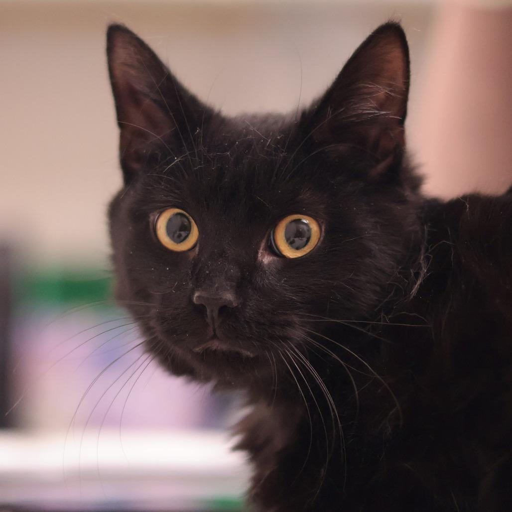 Enlarge Marlowe, a Adoptable Domestic Short Hair in Philadelphia, PA image 3/6