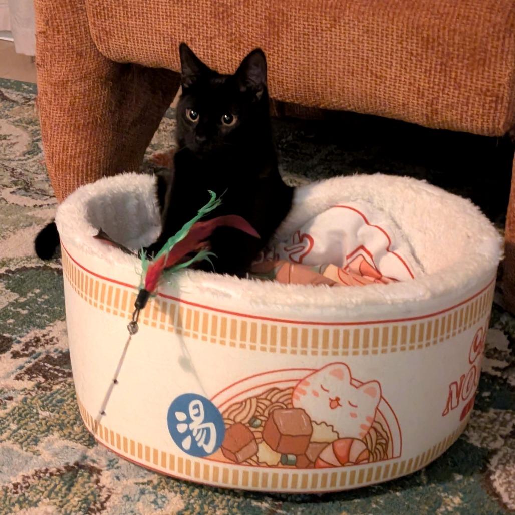 Enlarge Marlowe, a Adoptable Domestic Short Hair in Philadelphia, PA image 4/6