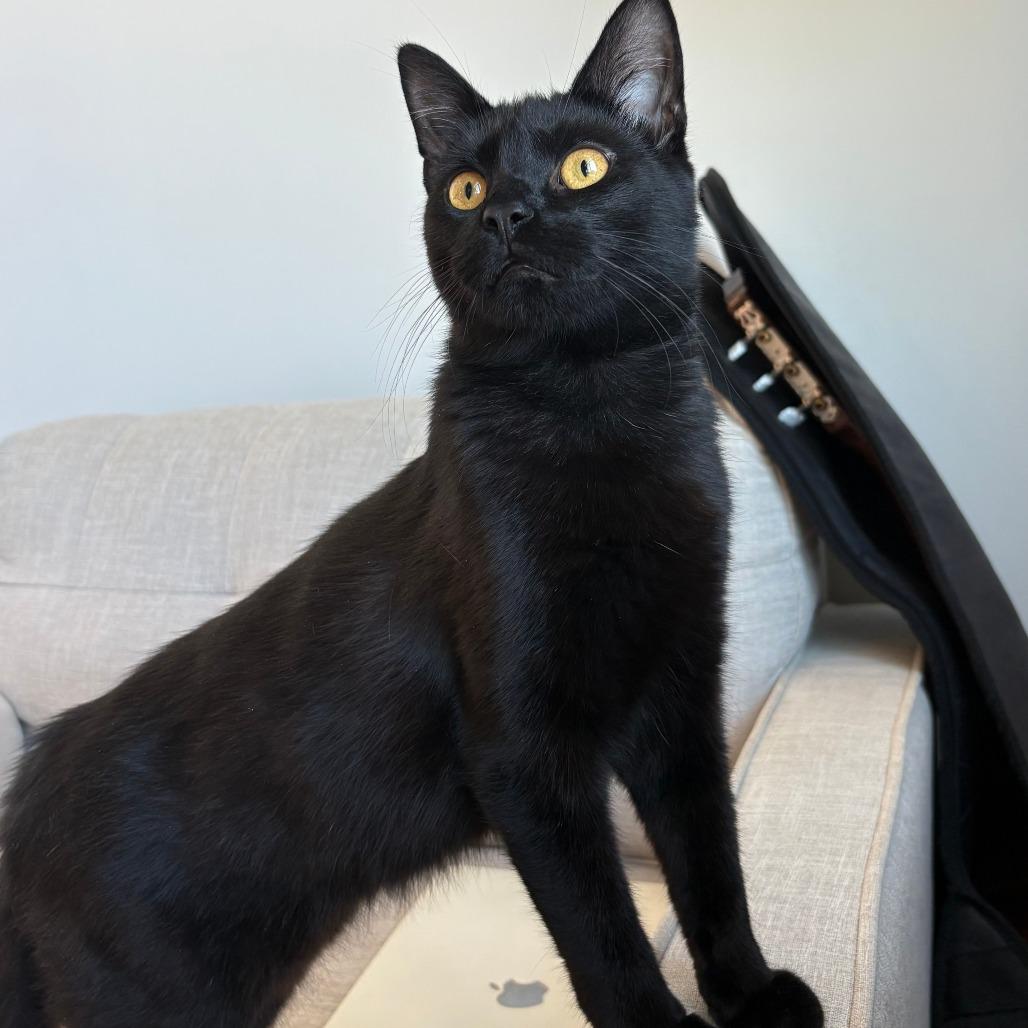 Enlarge Marlowe, a Adoptable Domestic Short Hair in Philadelphia, PA image 5/6
