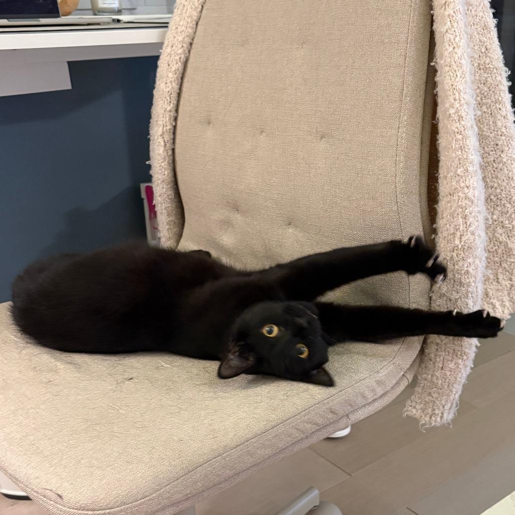 Enlarge Marlowe, a Adoptable Domestic Short Hair in Philadelphia, PA image 6/6