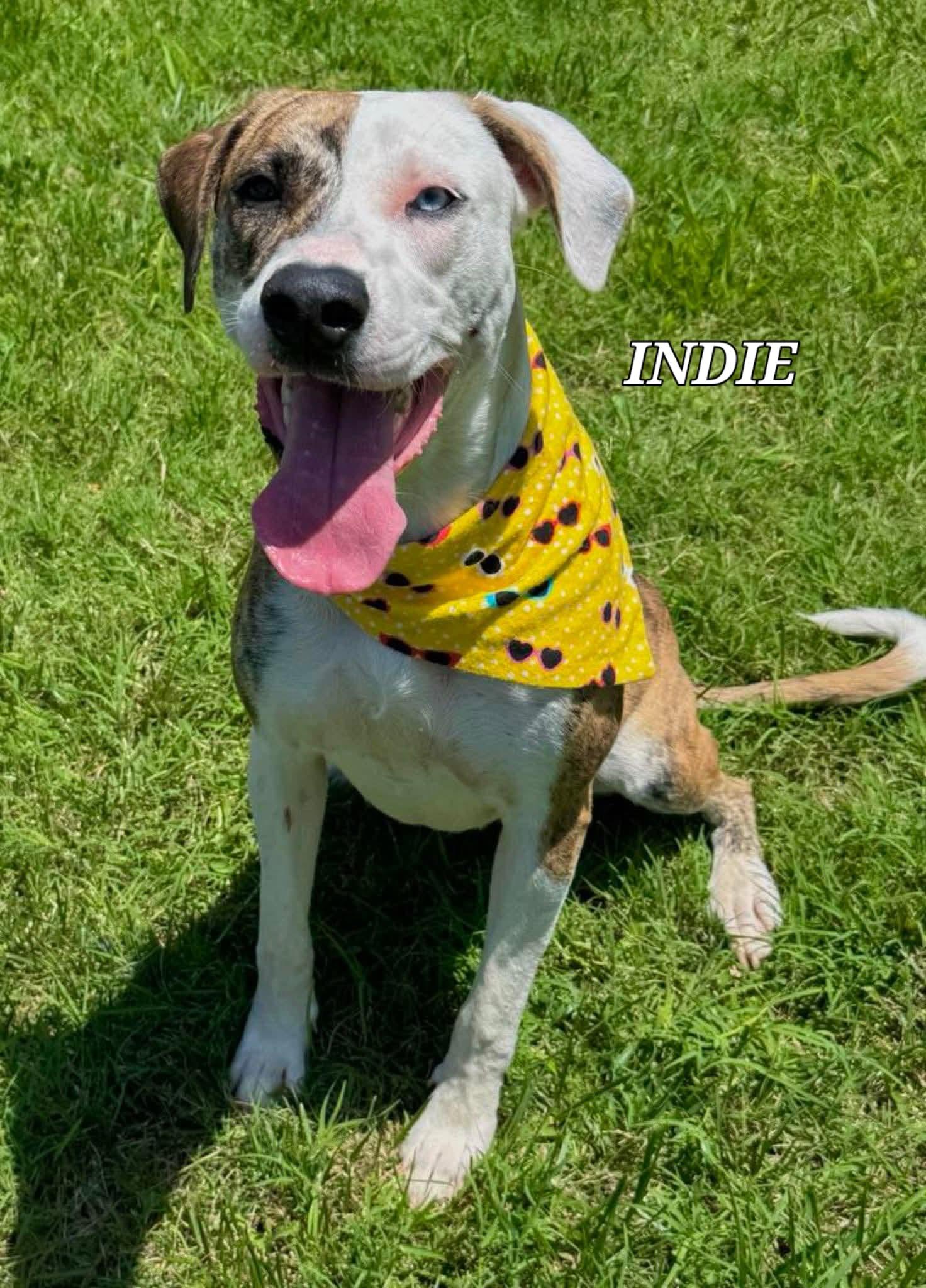 Indie, ADOPTABLE, Adult Female Hound.