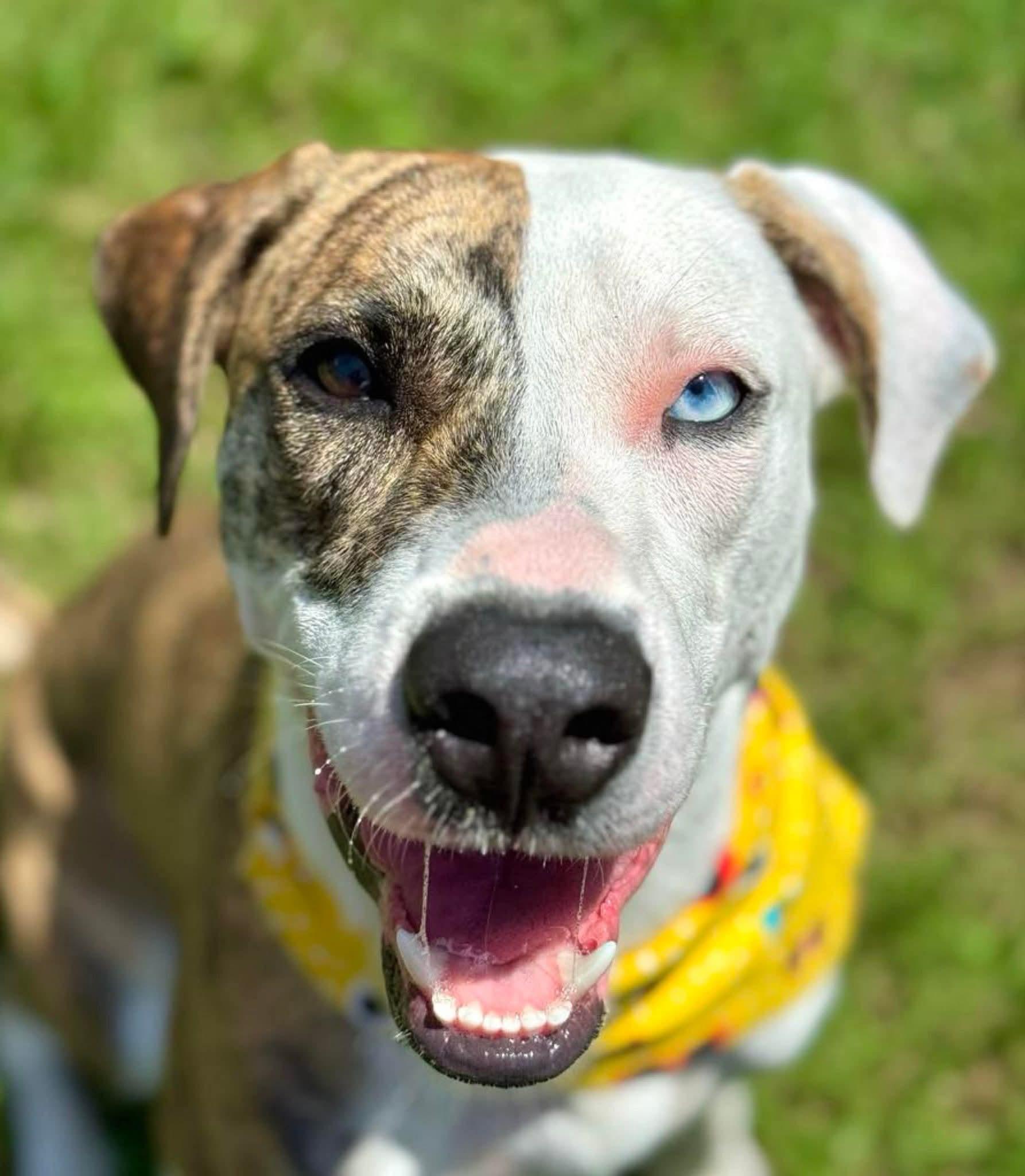 Indie, a ADOPTABLE mixed breed in Monroe, NC image 2/3