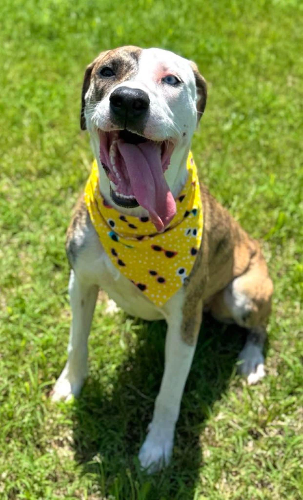 Indie, a ADOPTABLE mixed breed in Monroe, NC image 3/3