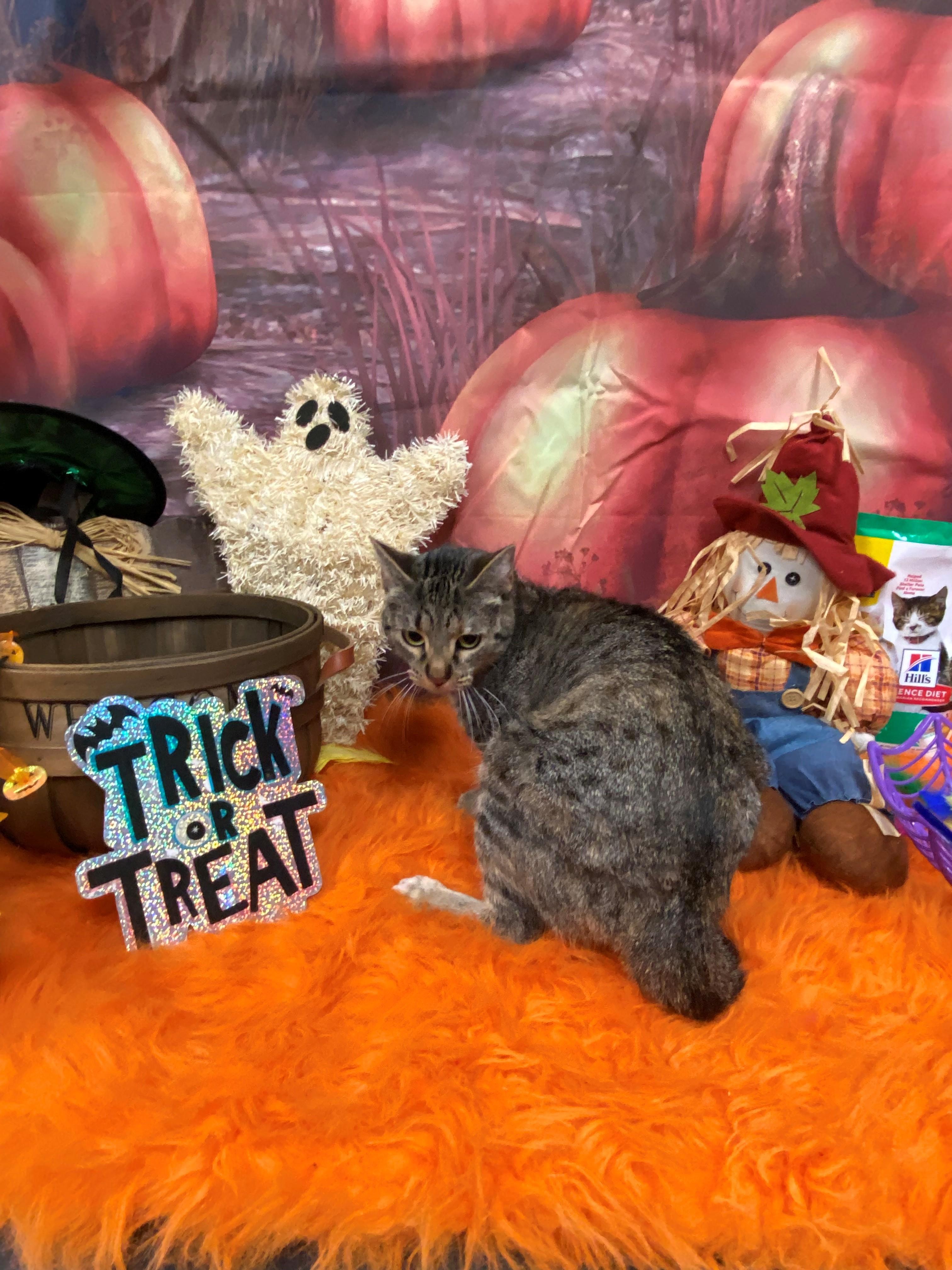 Enlarge Vanilla 59010479, a Adoptable Domestic Short Hair in Harvey , LA image 1/1