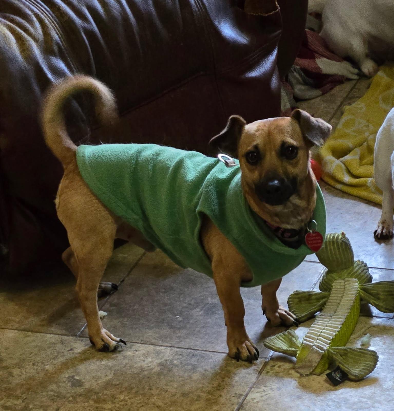 Enlarge Charlie Brown, a ADOPTABLE Chiweenie in Suffolk, VA image 1/1