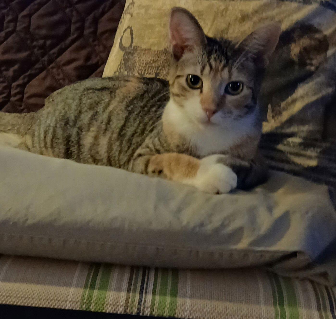 Enlarge LETA, a Adoptable Domestic Short Hair in Northfield, OH image 1/1