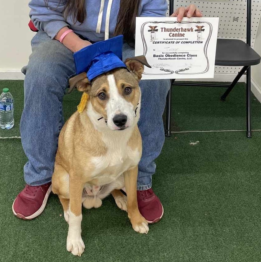 Tucker, Adopted, Adult Male Border Collie & Pit Bull Terrier.