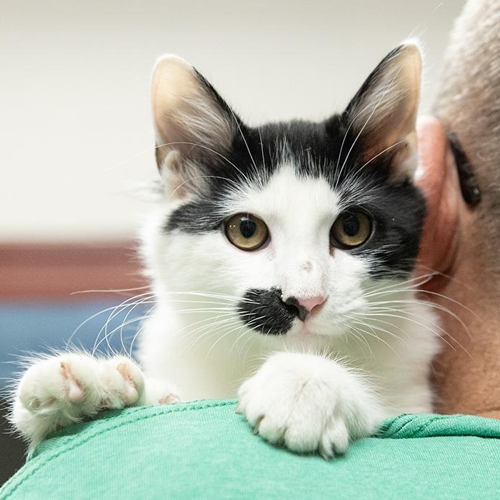 Peanut Brittle, adopted, Kitten Male Domestic Short Hair.