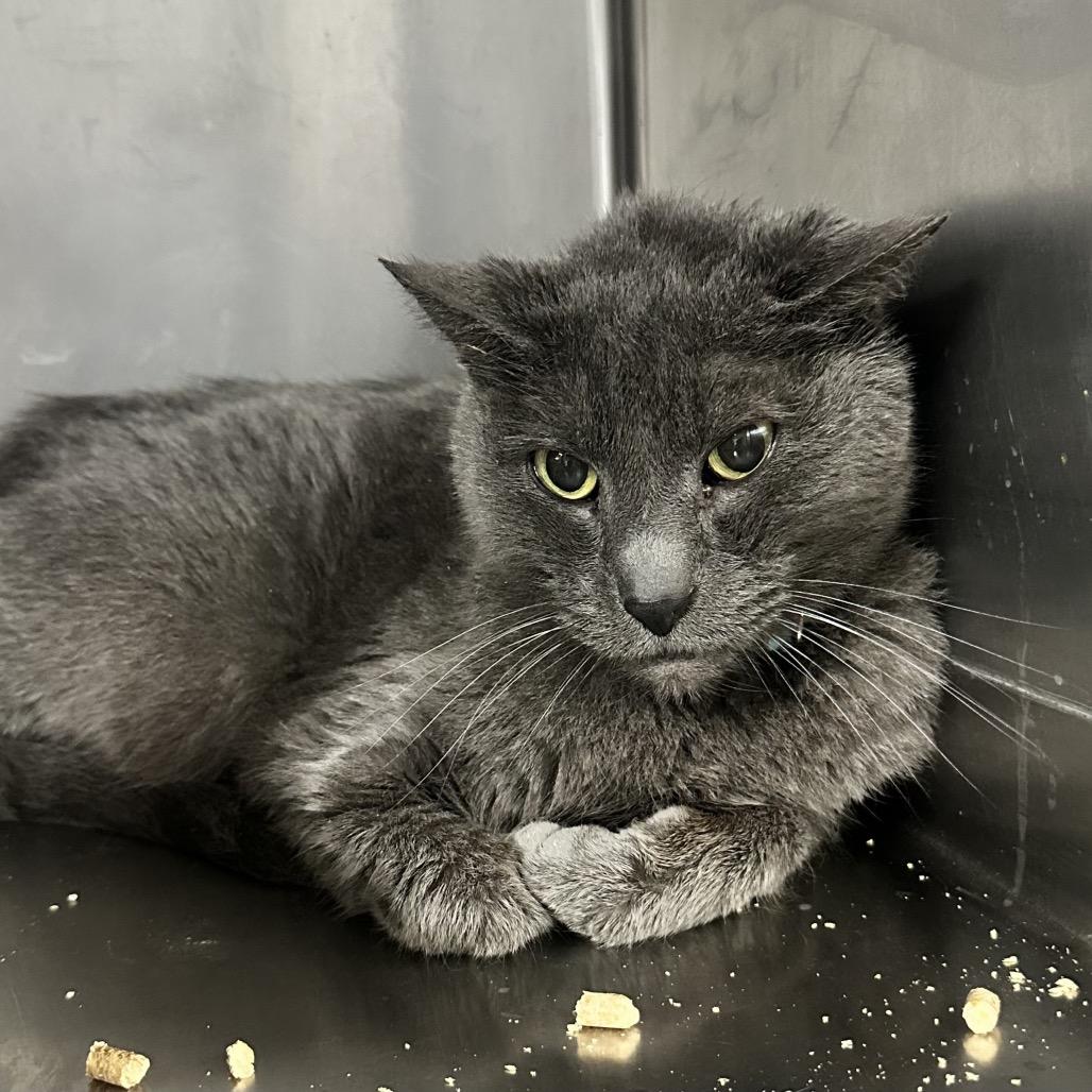 Bones C2, Adoptable, Senior Male Domestic Short Hair.