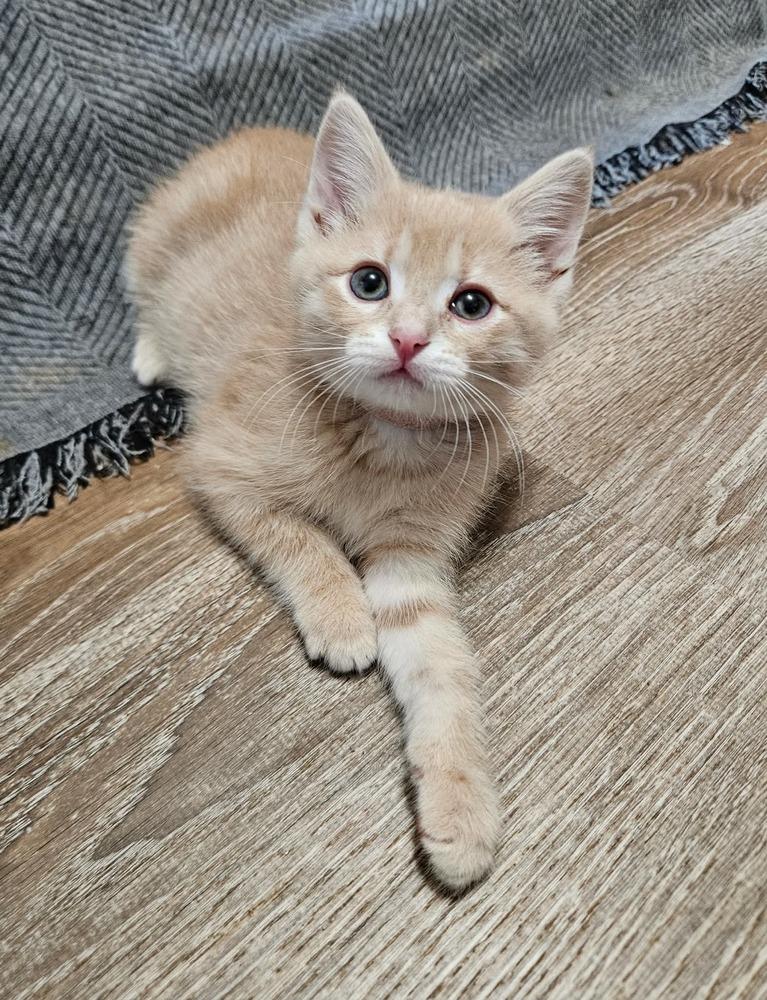 Enlarge Bianca, a ADOPTABLE Domestic Short Hair in China Township, MI image 1/6
