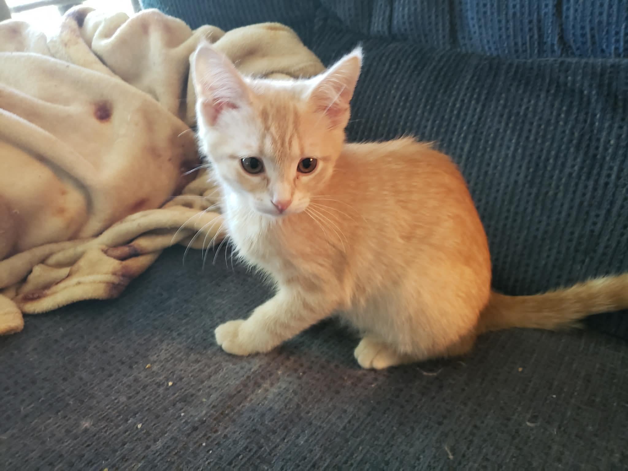Enlarge Bianca, a ADOPTABLE Domestic Short Hair in China Township, MI image 6/6