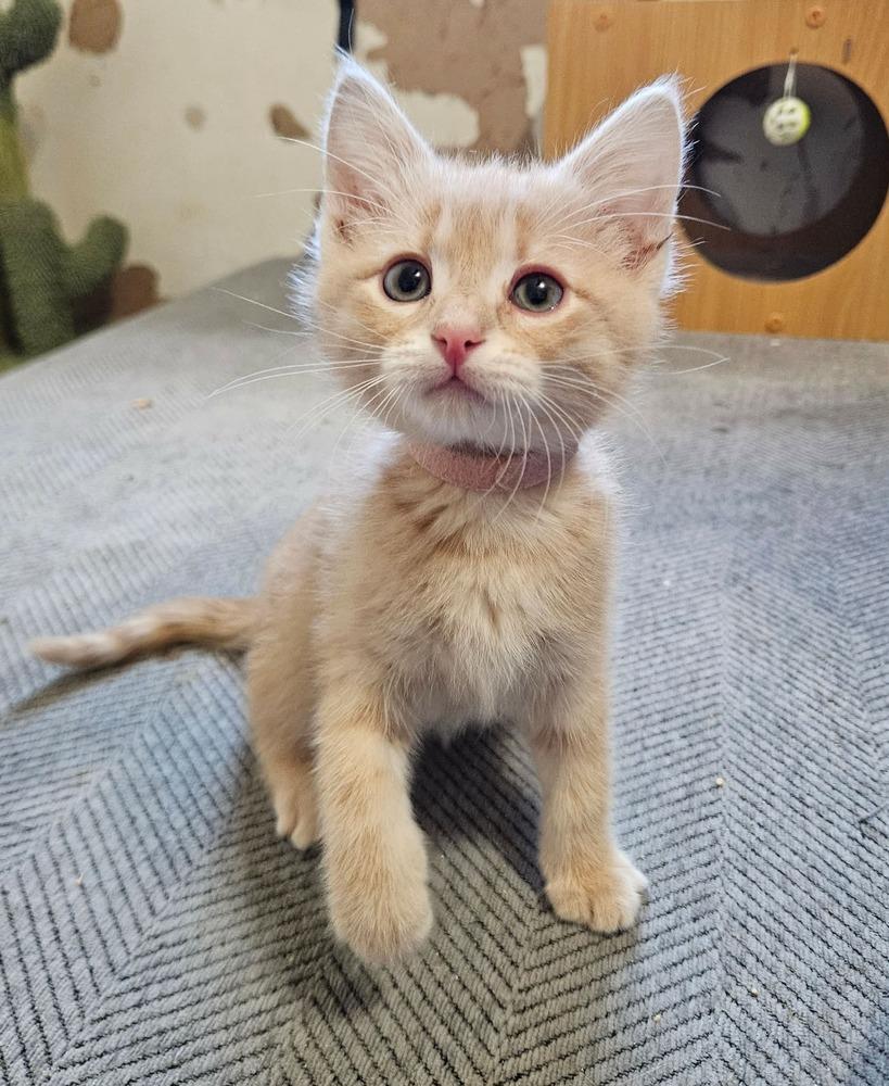 Enlarge Bianca, a ADOPTABLE Domestic Short Hair in China Township, MI image 2/6