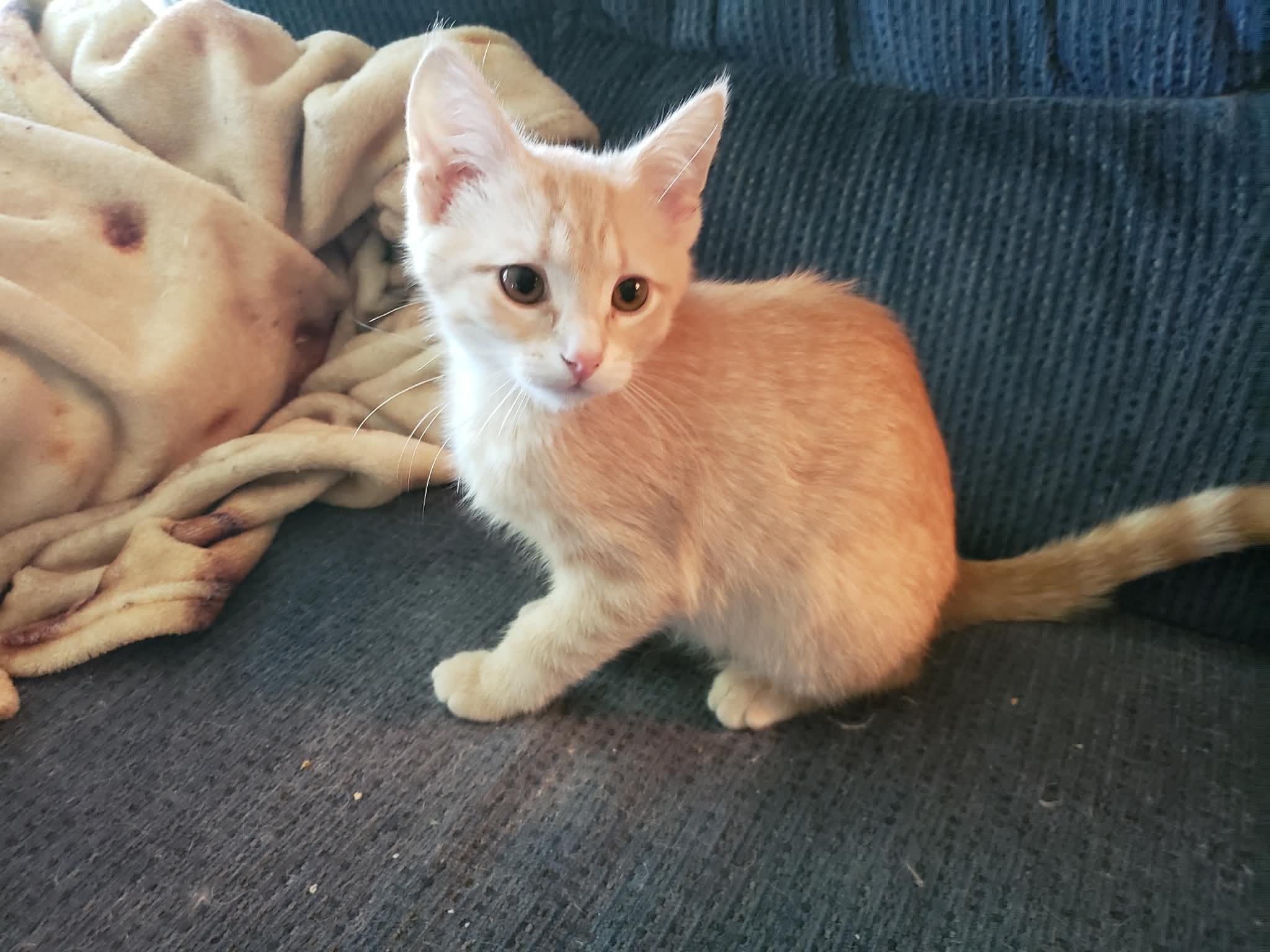 Enlarge Bianca, a ADOPTABLE Domestic Short Hair in China Township, MI image 4/6