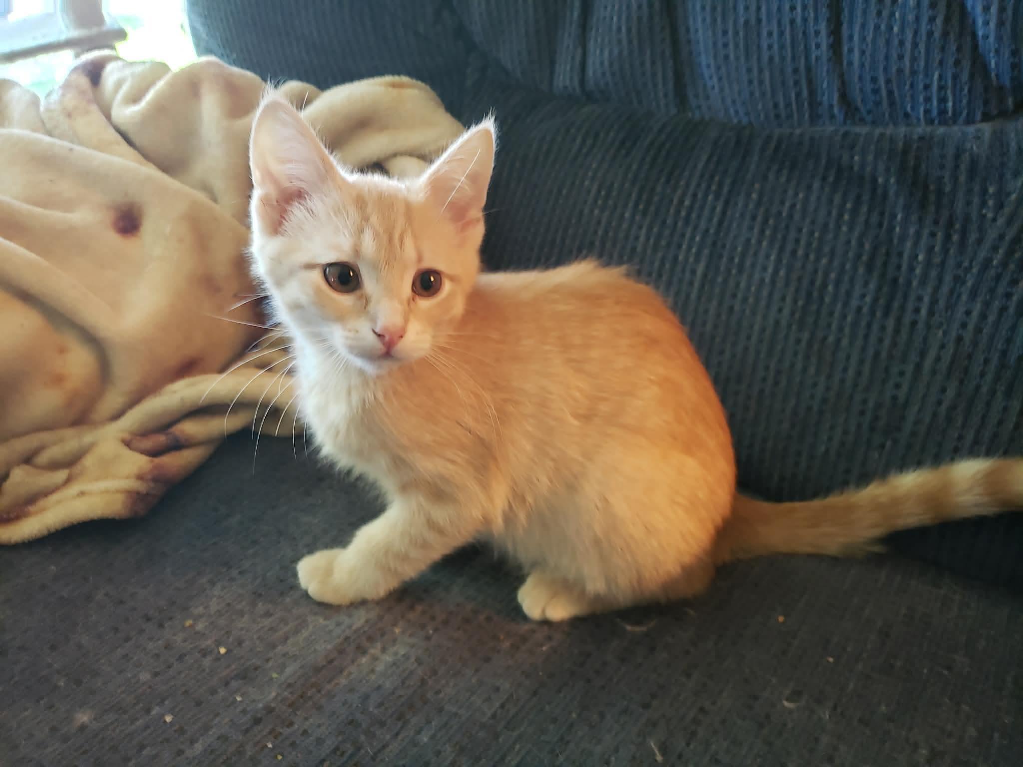 Enlarge Bianca, a ADOPTABLE Domestic Short Hair in China Township, MI image 5/6