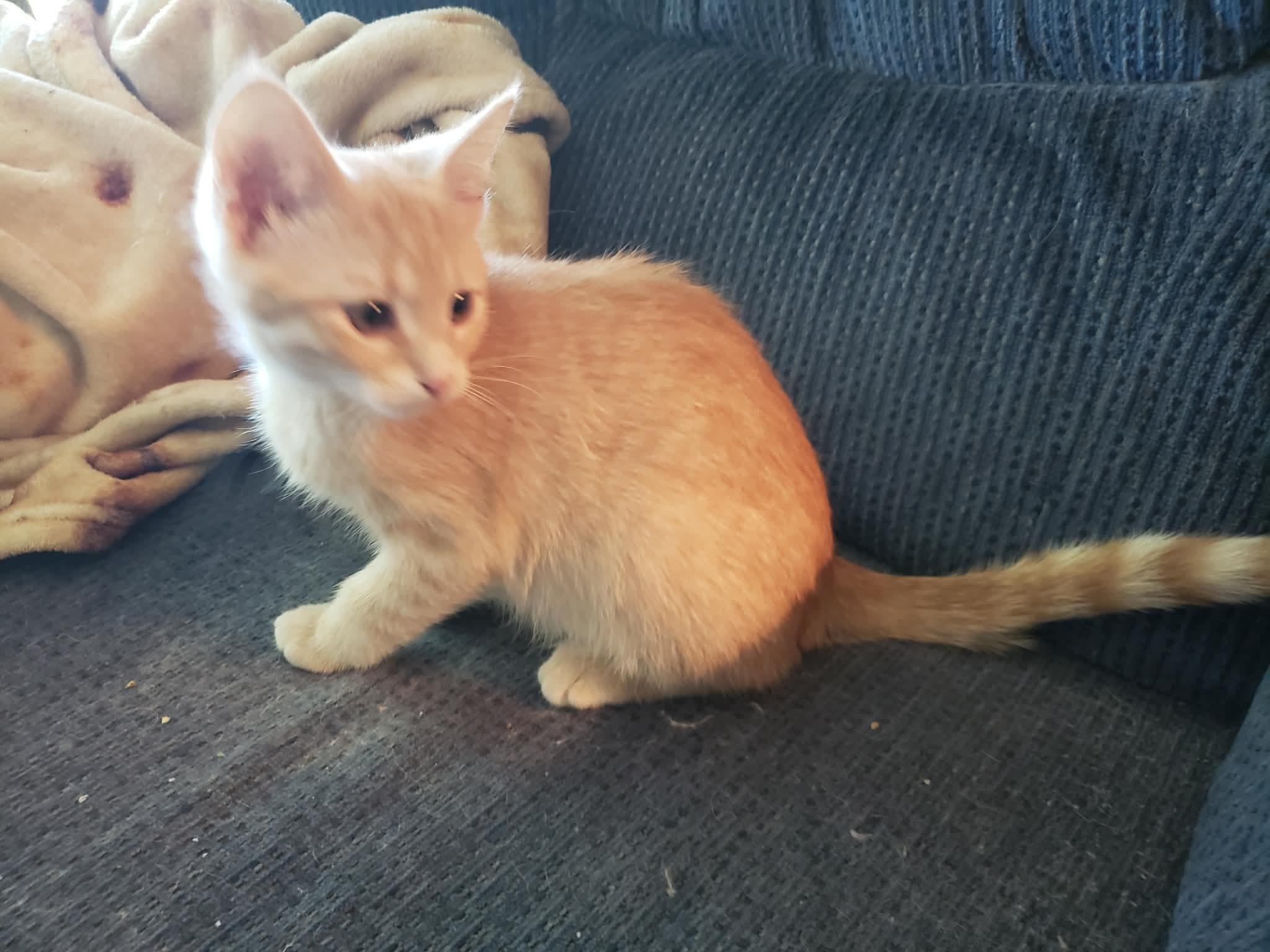 Enlarge Bianca, a ADOPTABLE Domestic Short Hair in China Township, MI image 3/6