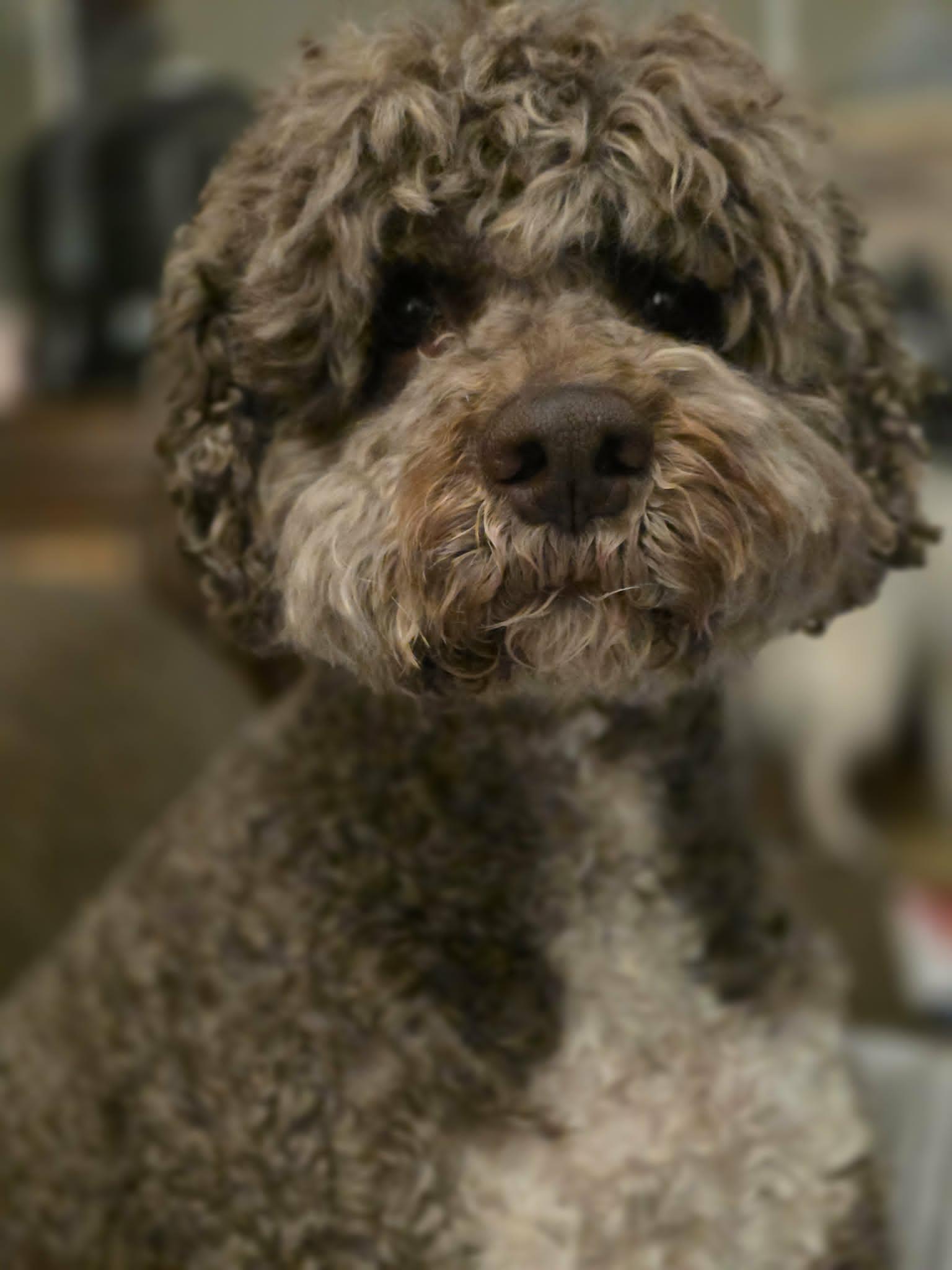 Enlarge Simba, a ADOPTABLE Lagotto Romagnolo in Haworth, NJ image 1/6