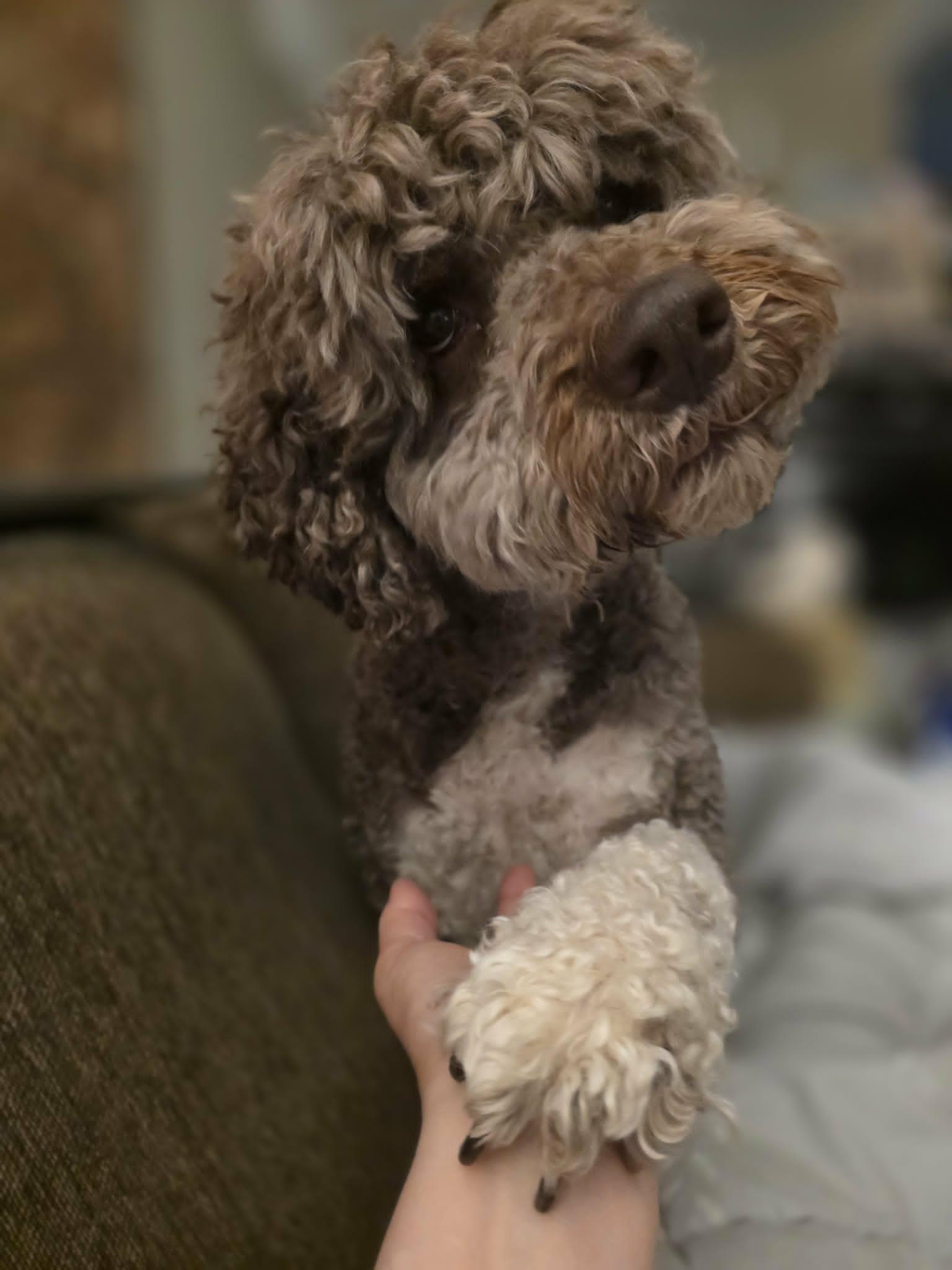 Enlarge Simba, a ADOPTABLE Lagotto Romagnolo in Haworth, NJ image 2/6