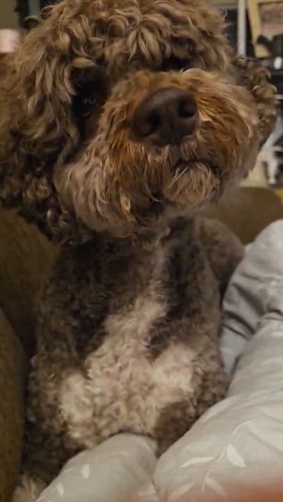 Enlarge Simba, a ADOPTABLE Lagotto Romagnolo in Haworth, NJ video 5/6