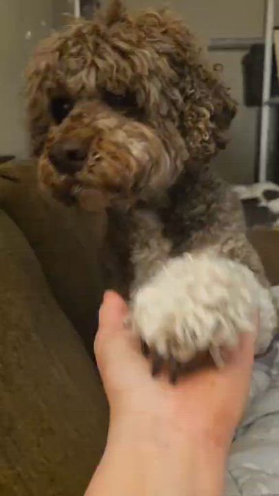 Enlarge Simba, a ADOPTABLE Lagotto Romagnolo in Haworth, NJ video 4/6