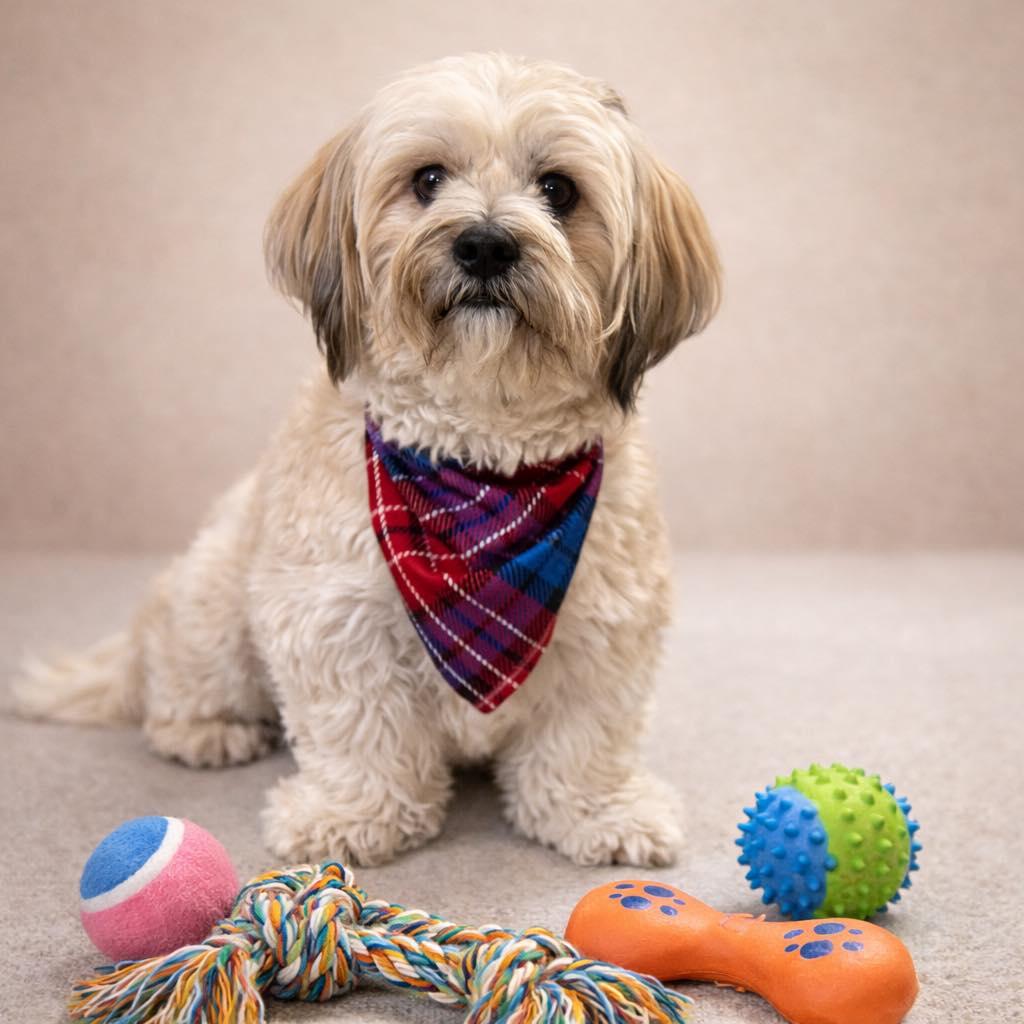Benji, Adoptable, Adult Male Dachshund & Mixed Breed.