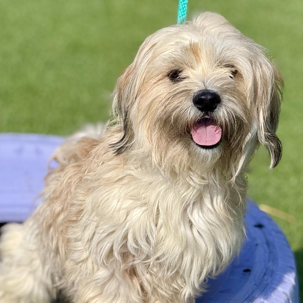 Benji, Adoptable, Adult Male Dachshund & Mixed Breed.