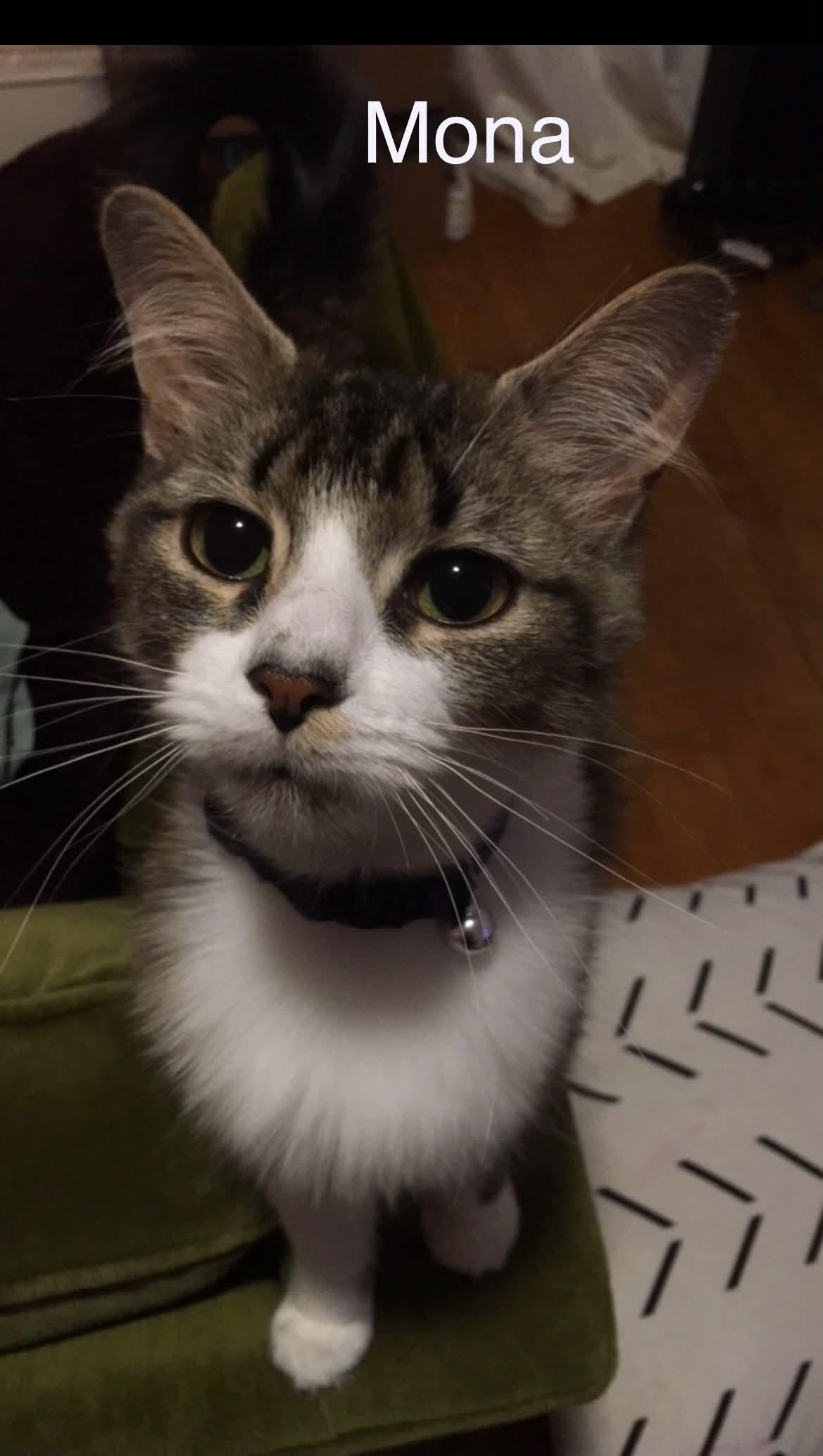 Mona, a Adoptable Tabby in Livonia, MI image 1/3