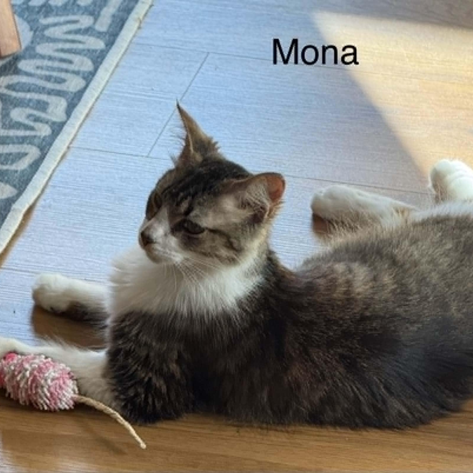 Mona, a Adoptable Tabby in Livonia, MI image 2/3