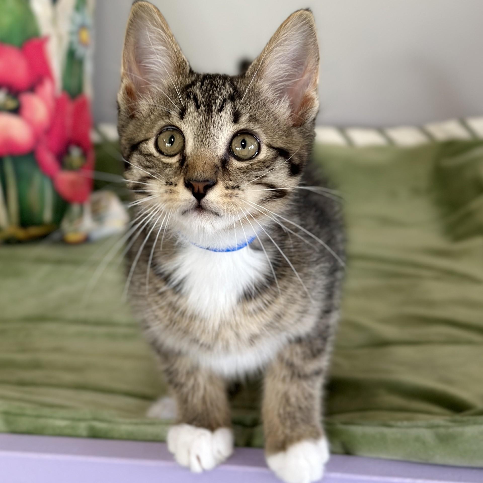 Henry, an adopted Domestic Short Hair in Victor, NY image 3/4