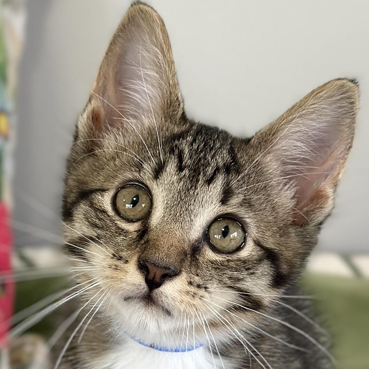 Henry, adopted, Kitten Male Domestic Short Hair.