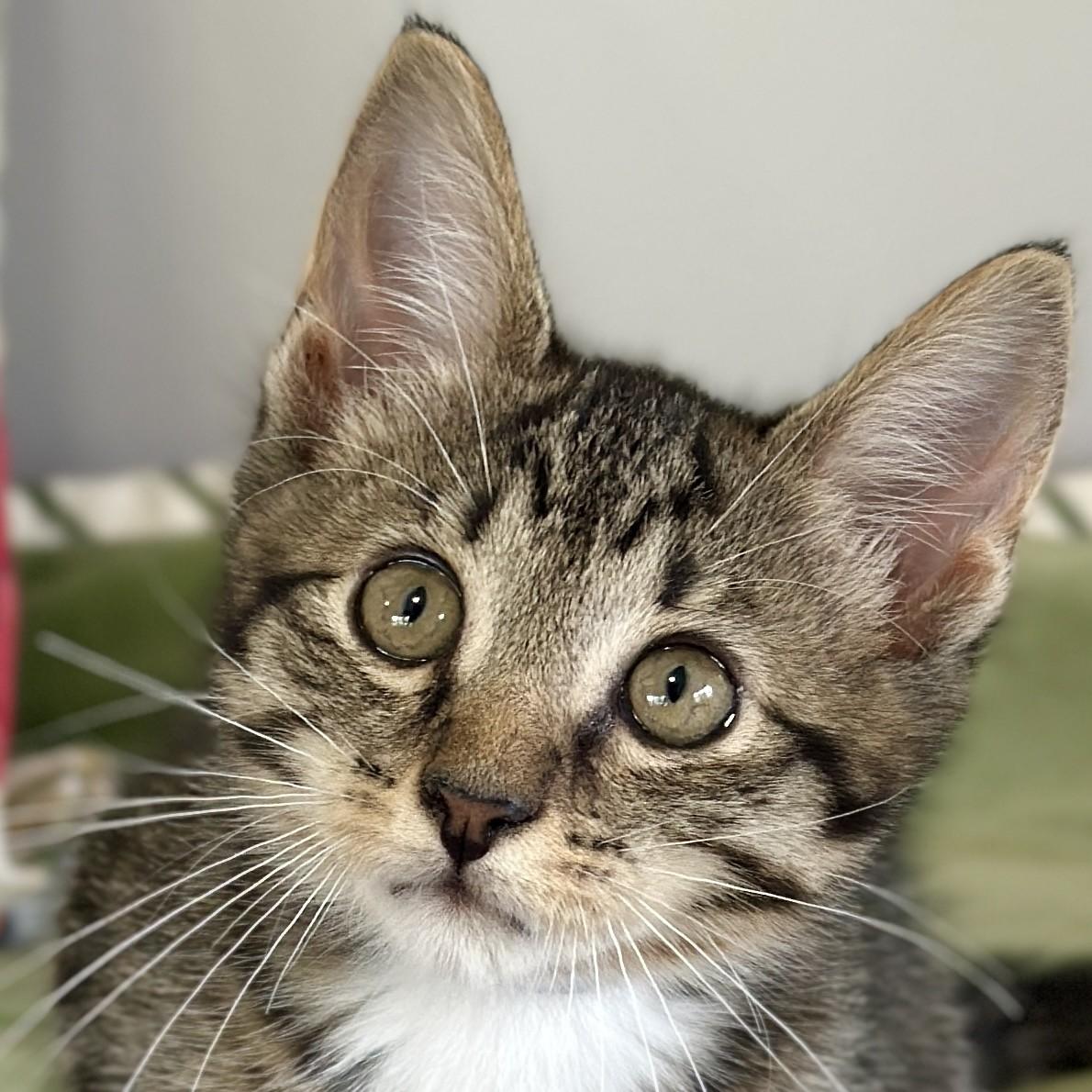 Henry, an adopted Domestic Short Hair in Victor, NY image 2/4