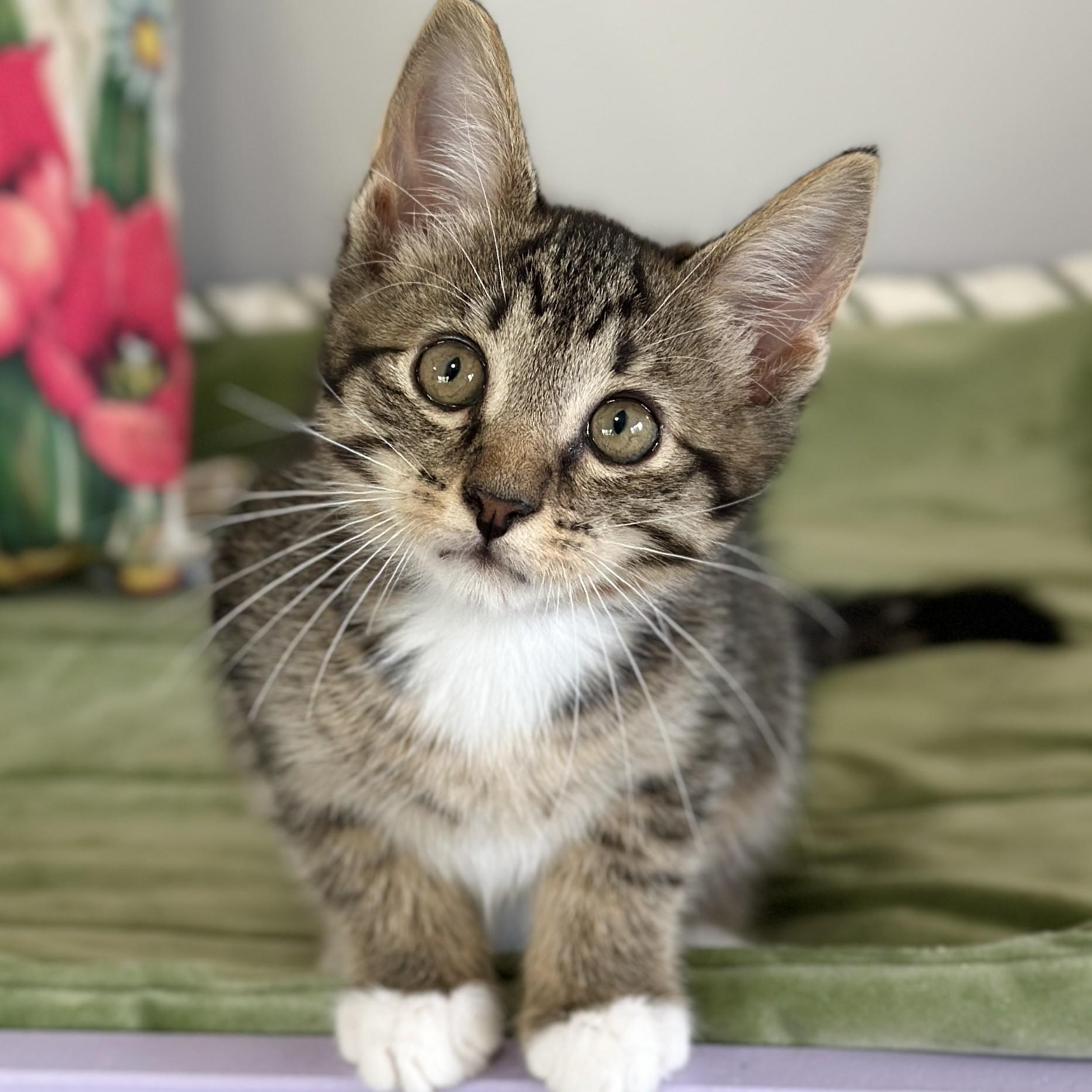 Henry, an adopted Domestic Short Hair in Victor, NY image 4/4