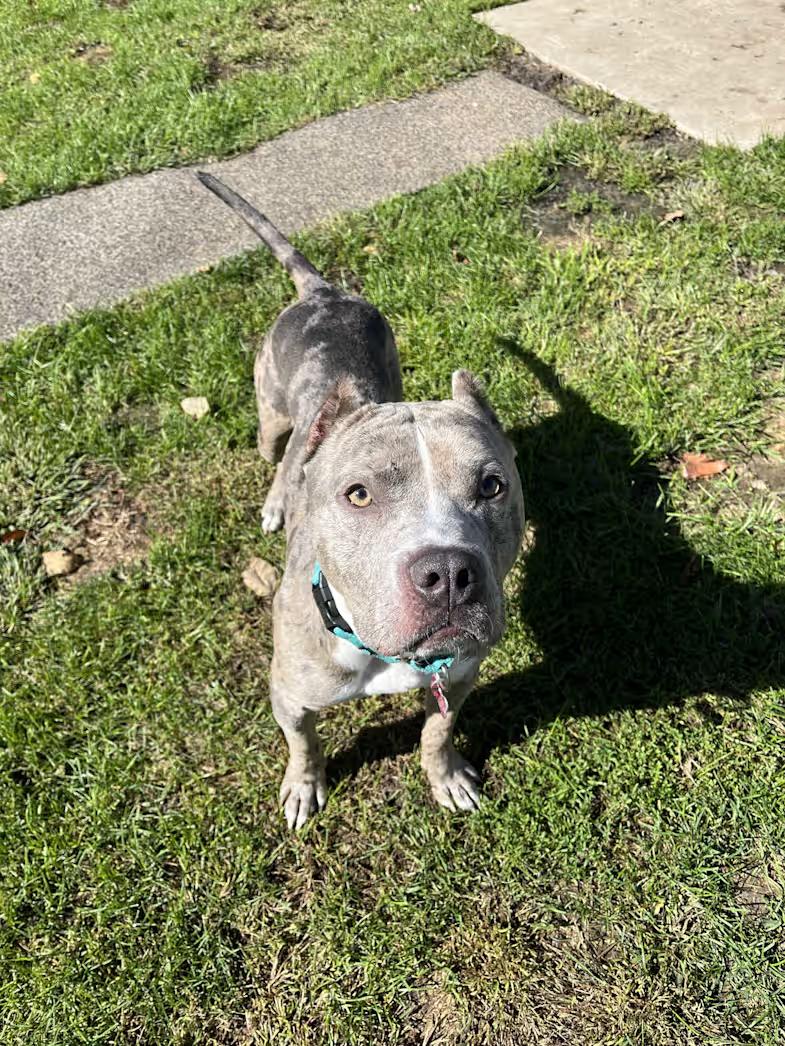 Enlarge Merle Haggard, a Adopted mixed breed in Sparta, WI image 4/5