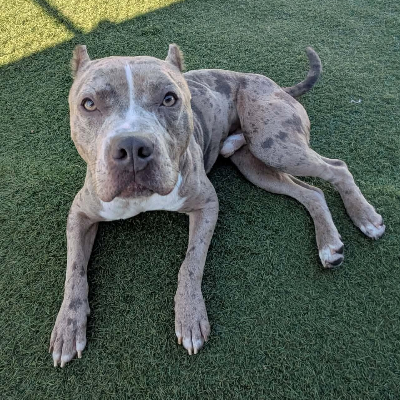 Merle Haggard, Adopted, Adult Male American Staffordshire Terrier.