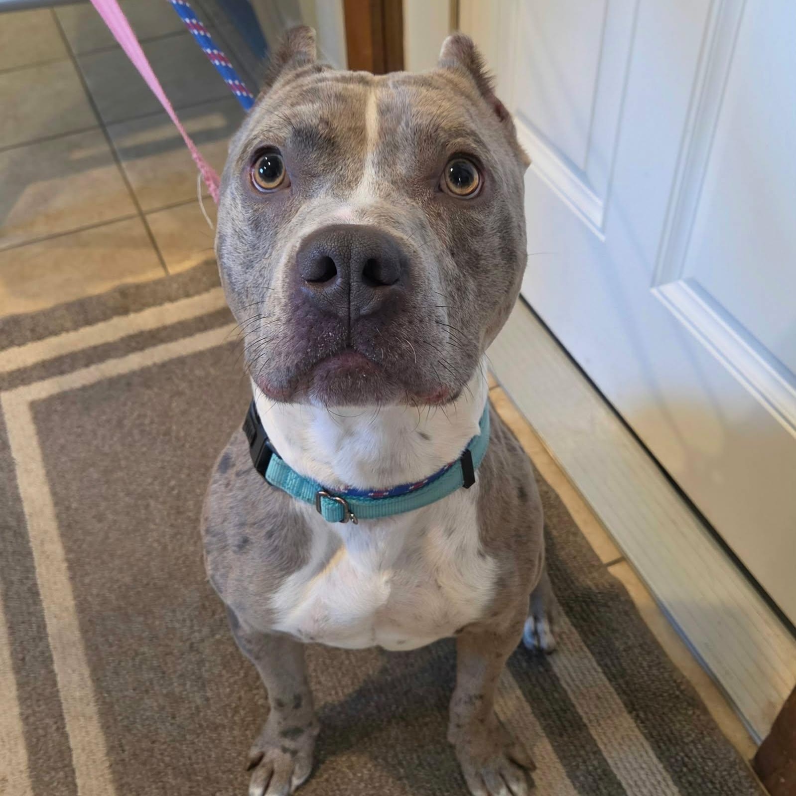 Enlarge Merle Haggard, a Adopted mixed breed in Sparta, WI image 5/5