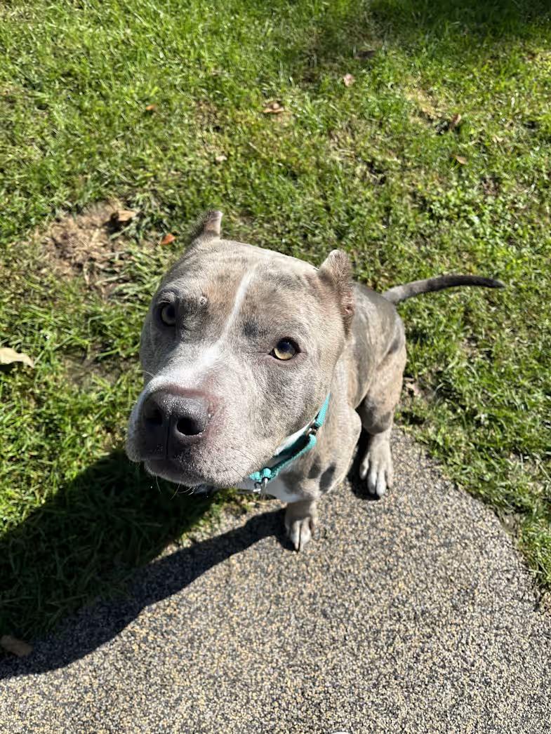 Enlarge Merle Haggard, a Adopted mixed breed in Sparta, WI image 3/5