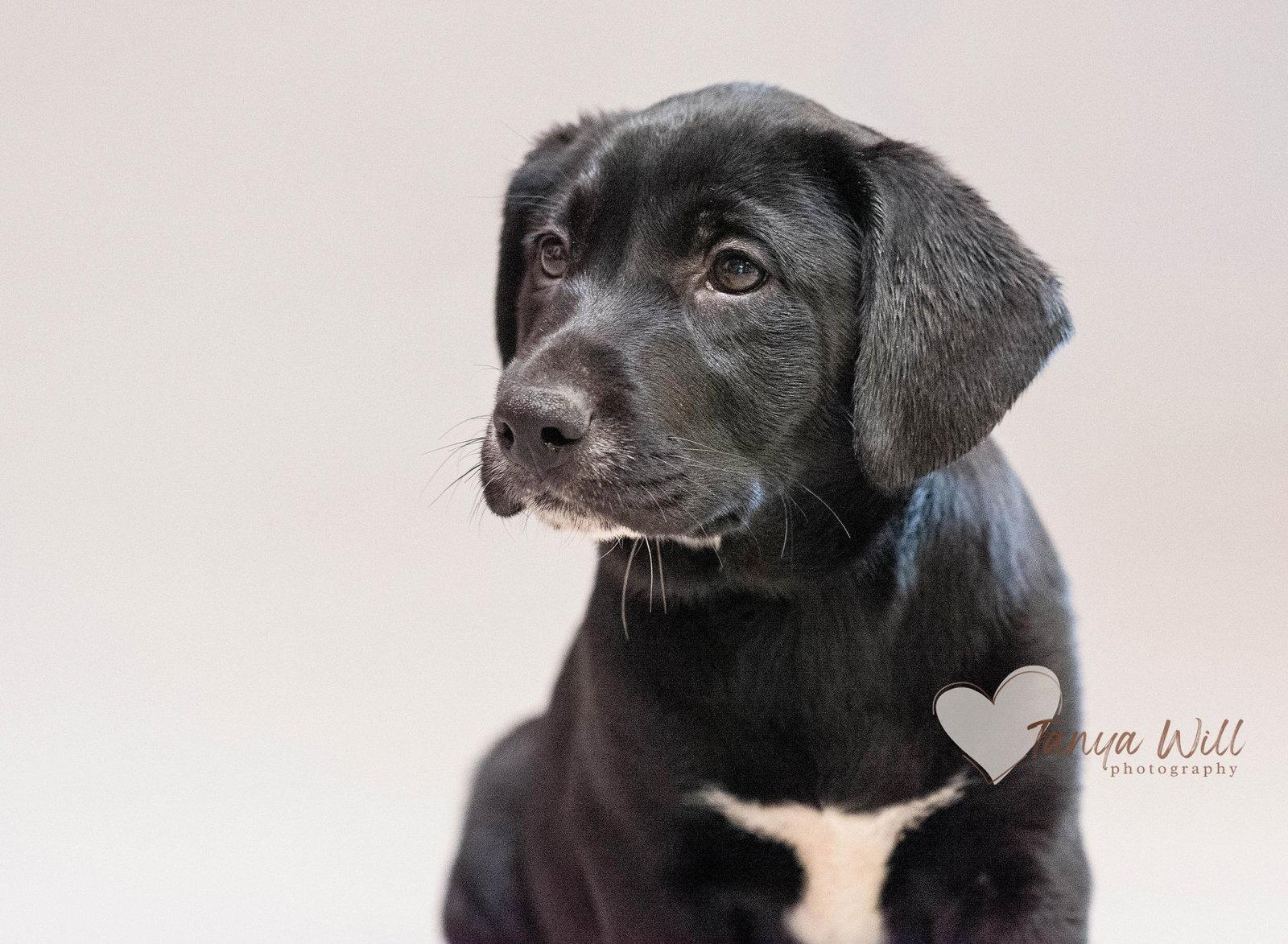 Enlarge Blue Raspberry, a Adopted Labrador Retriever in Greenville, SC image 2/3