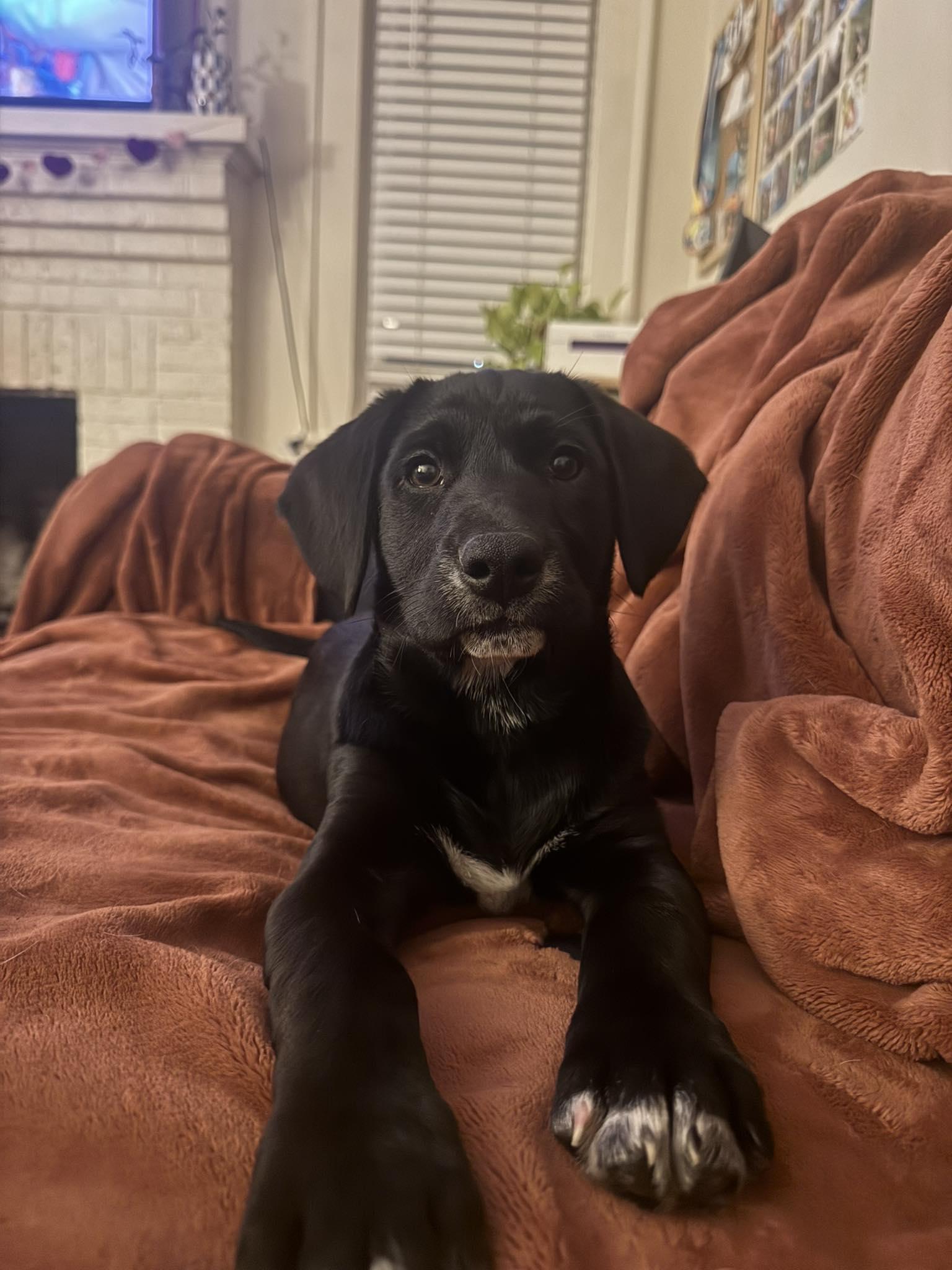 Enlarge Blue Raspberry, a Adopted Labrador Retriever in Greenville, SC image 3/3