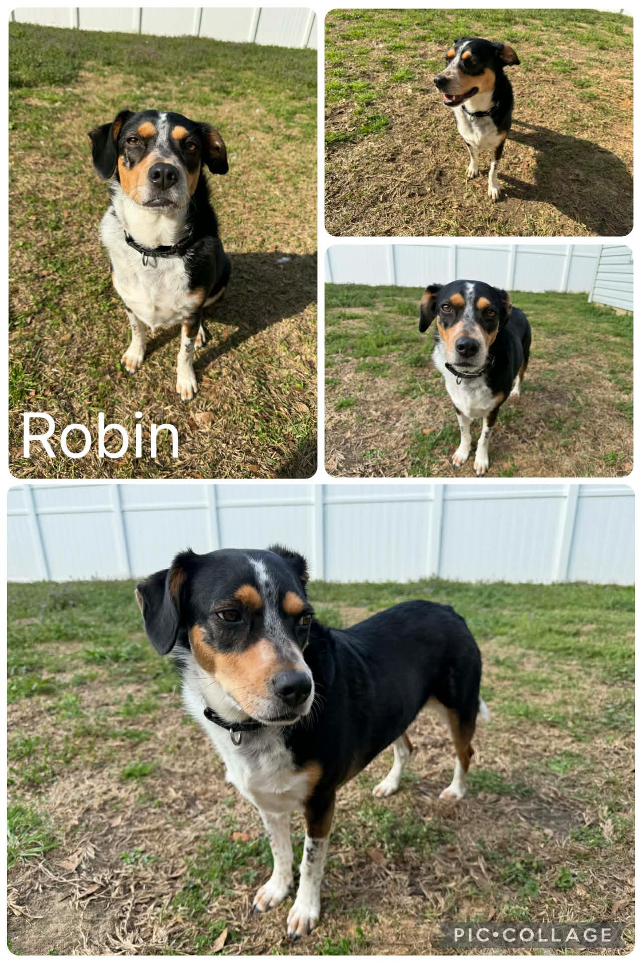 Robin, ADOPTABLE, Young Female Beagle & Australian Shepherd.