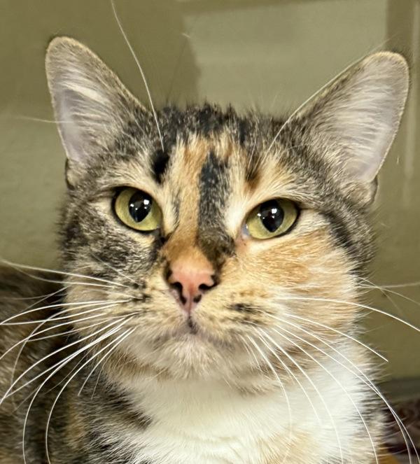 Connie, Adoptable, Adult Female Domestic Short Hair.